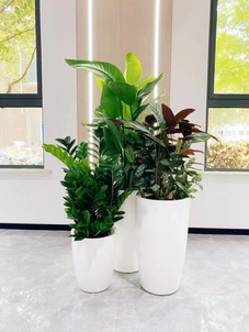 专业绿植出租,宁波余姚的绿色空间缔造者